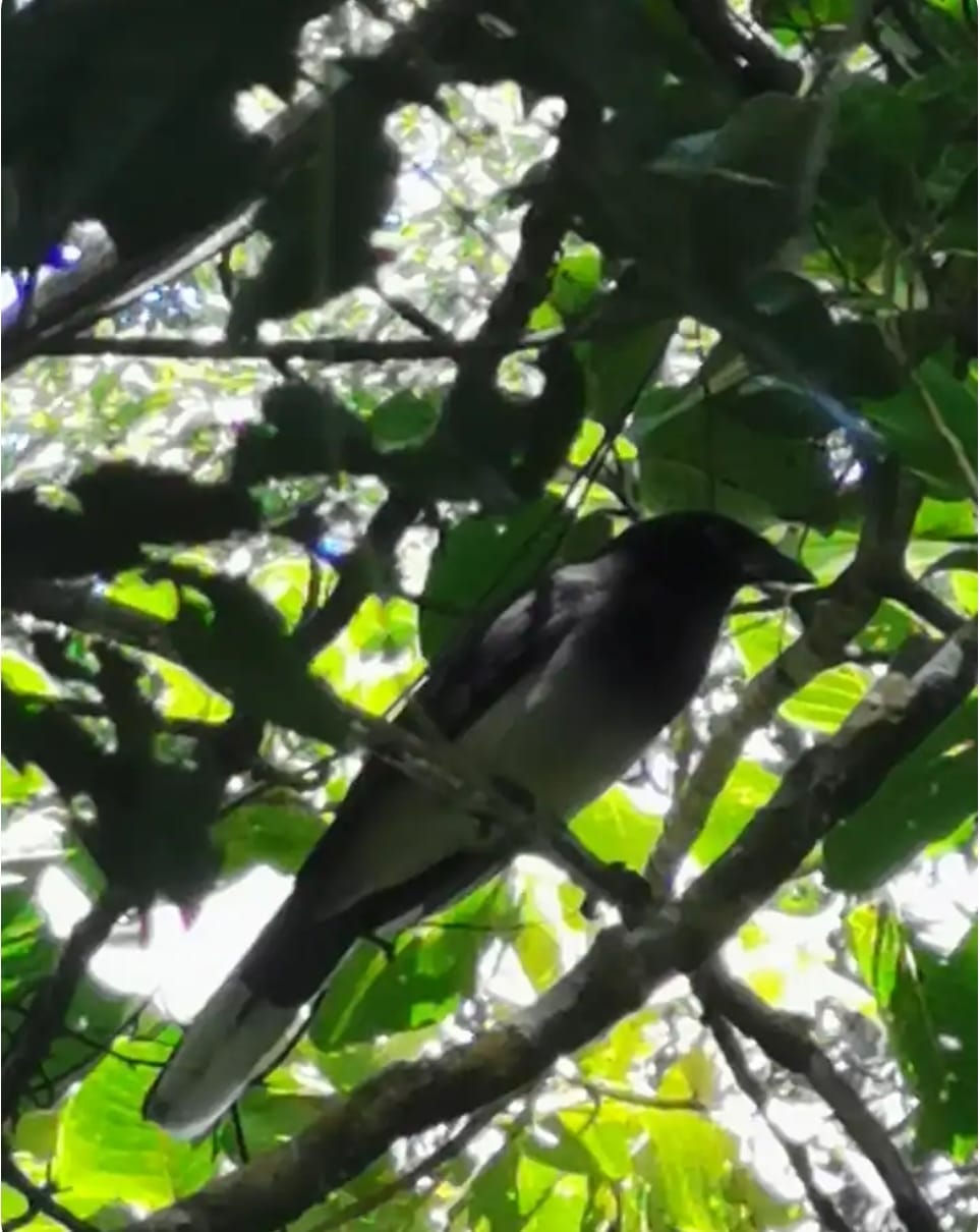 Terraza Hummingbird